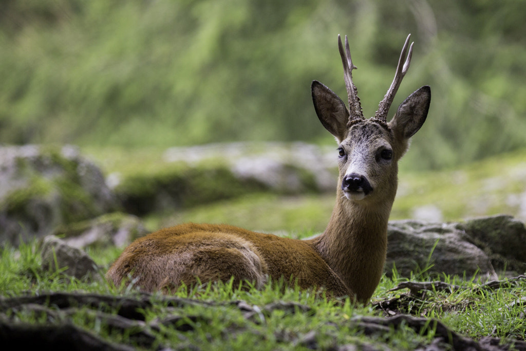 A very quiet roe deer by André  Giroud  on 500px.com