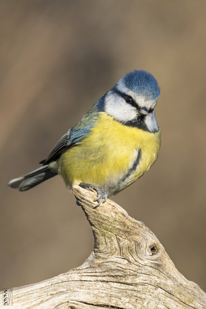 Small, but very colorful !!! by Fulvio Tortoli on 500px.com