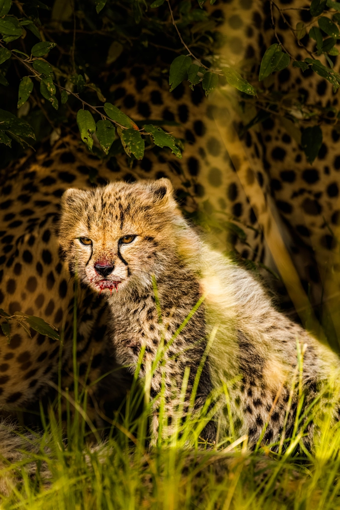 A Cute Killer!! by Sashi's Wild Tales Images on 500px.com