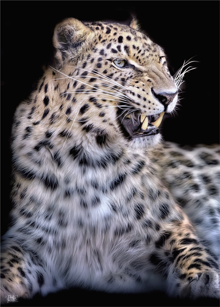 The Growl .... by Paul Keates on 500px.com