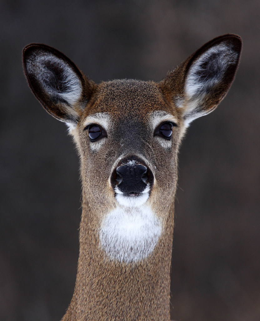 All was calm - White-tailed deer by Jim Cumming on 500px.com