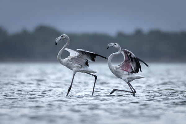Let 's dance (Flamingos)