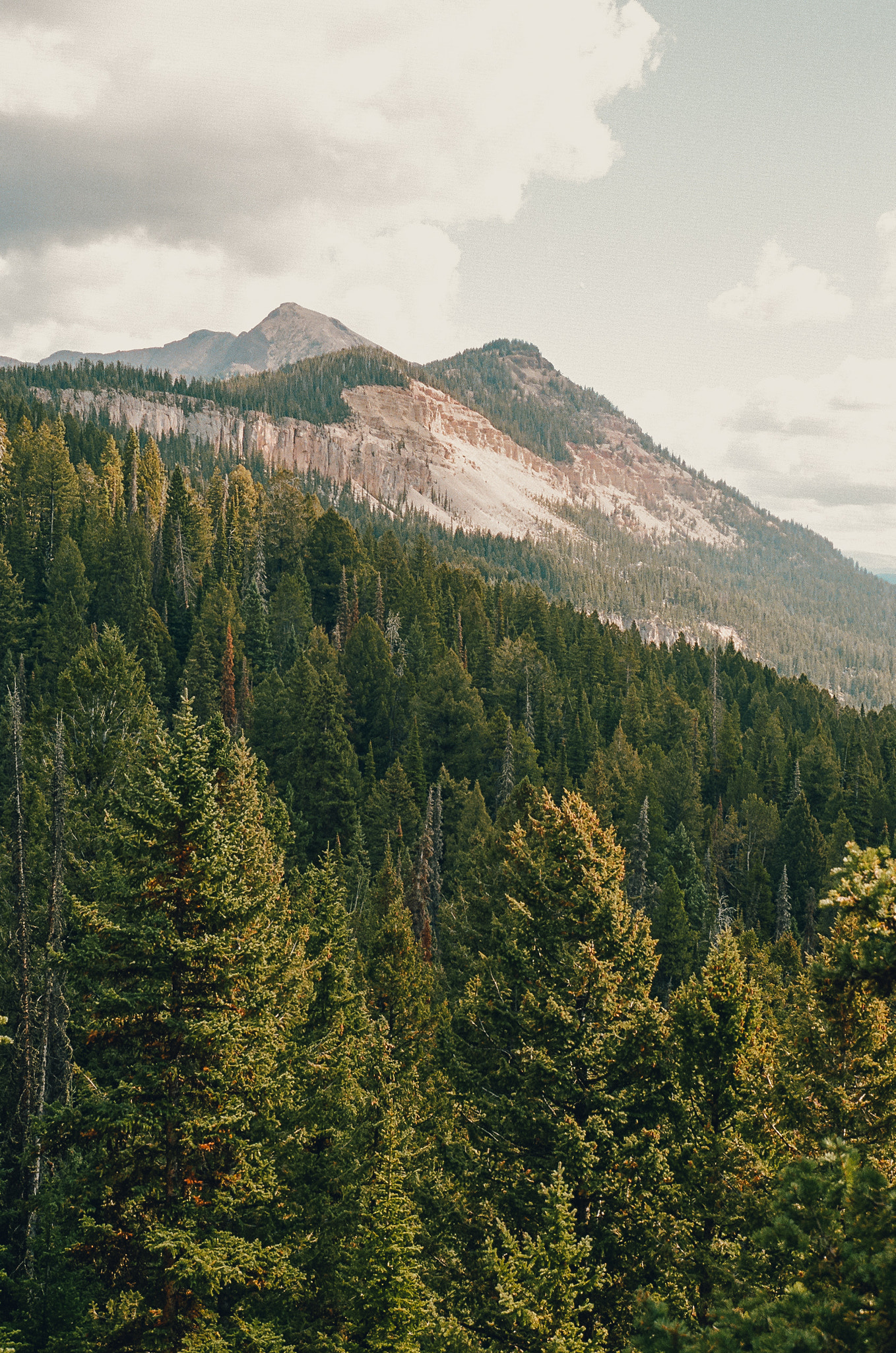 wild wyoming trees