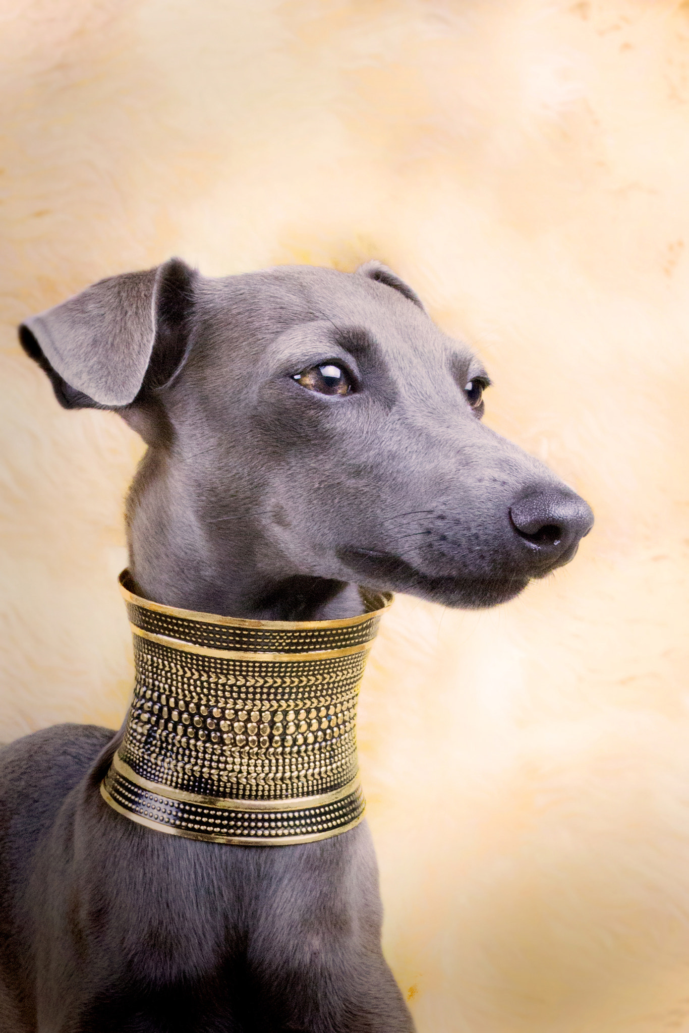 italian greyhound