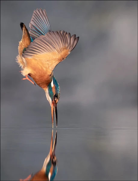 Kingfisher 