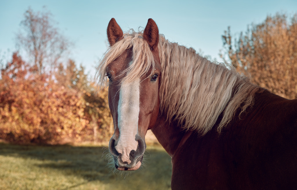 Horse by Robert  on 500px.com