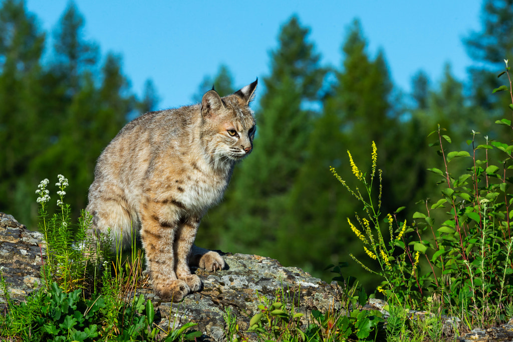 Bobcat  by Christian Sanchez on 500px.com