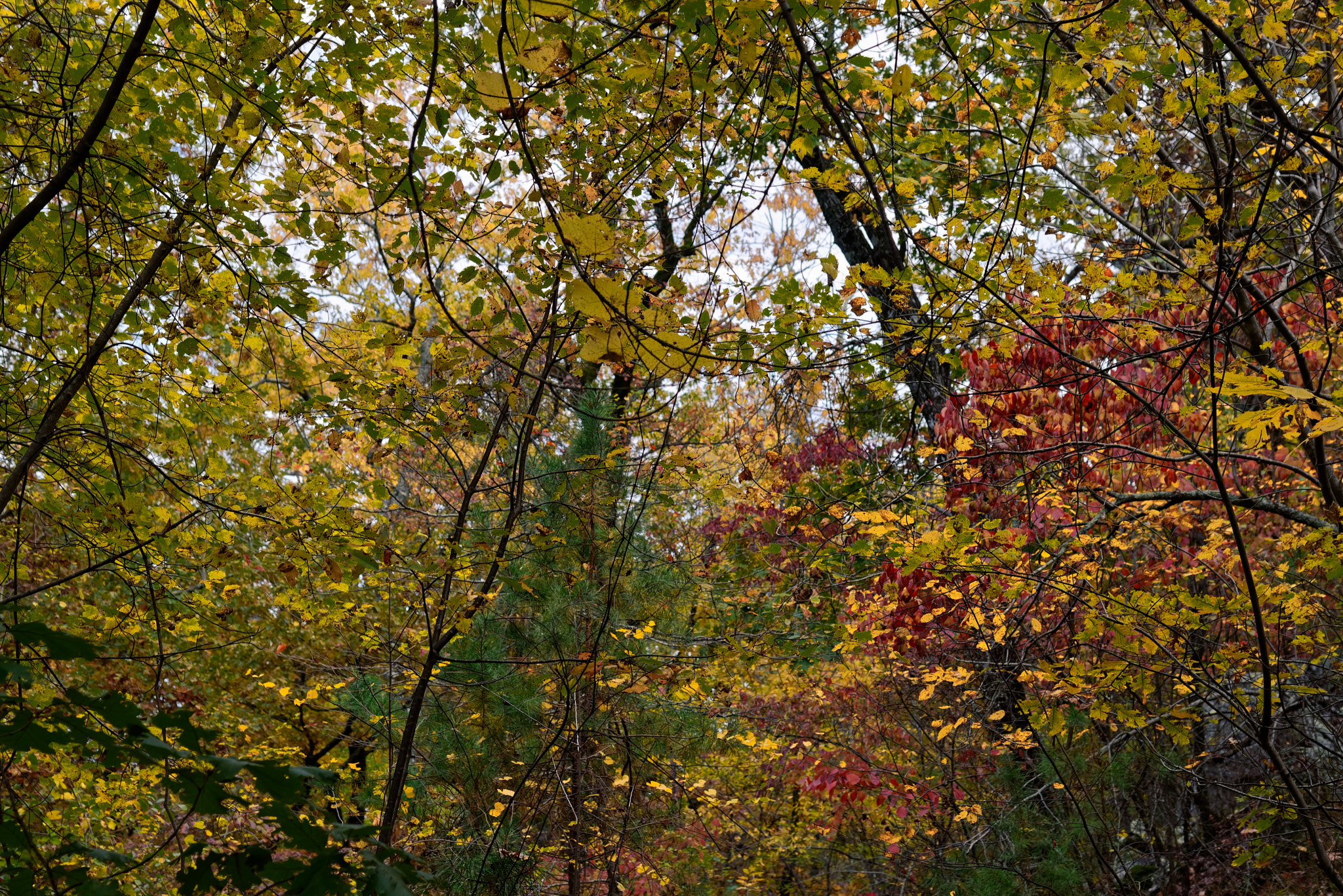Autumn Colors in the Trees in Hot Springs National Park