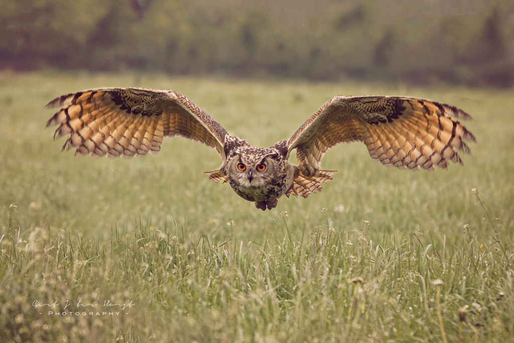 Eagle owl 2 by Gert J ter Horst on 500px.com