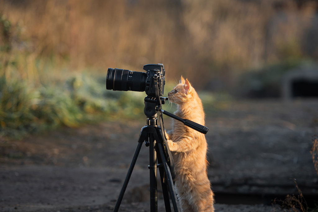 Red Сat at the Сamera by Evgeny Salnikov on 500px.com