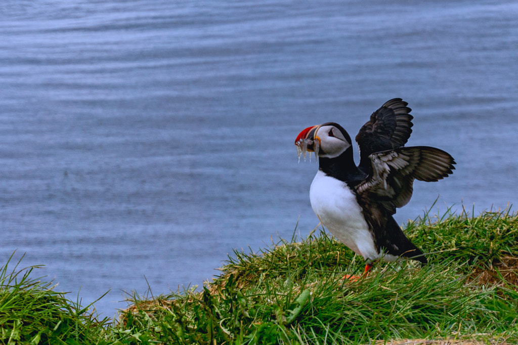 Puffin by Vasile-Simion Sularea on 500px.com