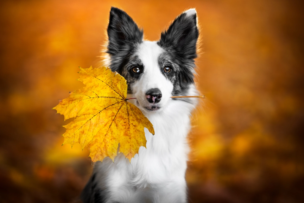 Autumn portrait by Iza Łysoń on 500px.com