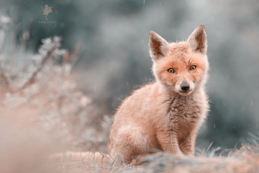 When it Rains, it Poors - Fox kit by Roeselien Raimond on 500px.com