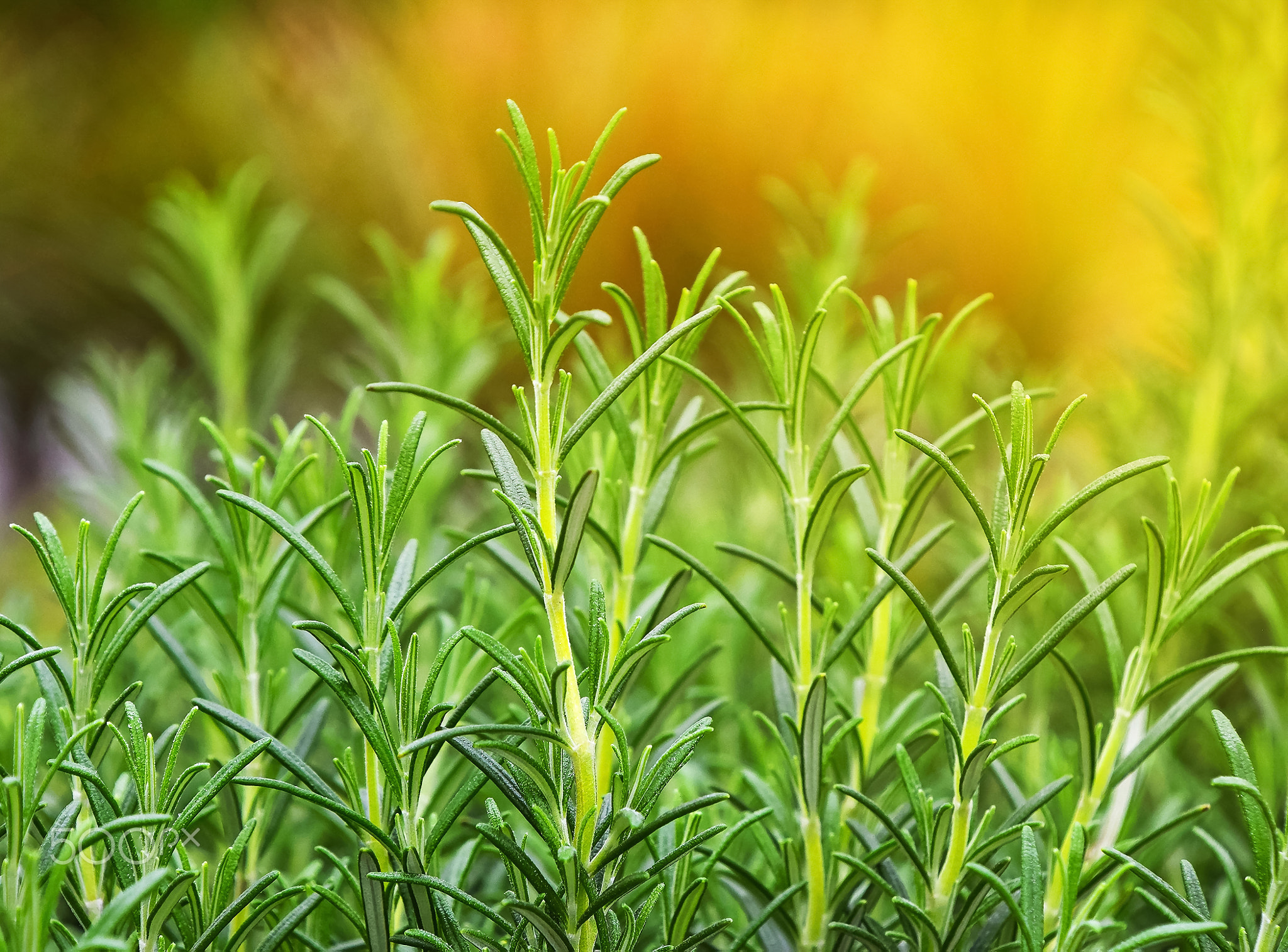 Green fresh rosemary spicy herb sprouts