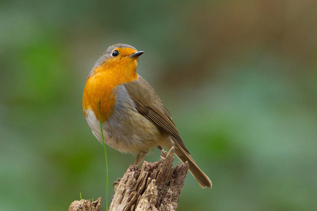 Robin by Pedro Miguel on 500px.com