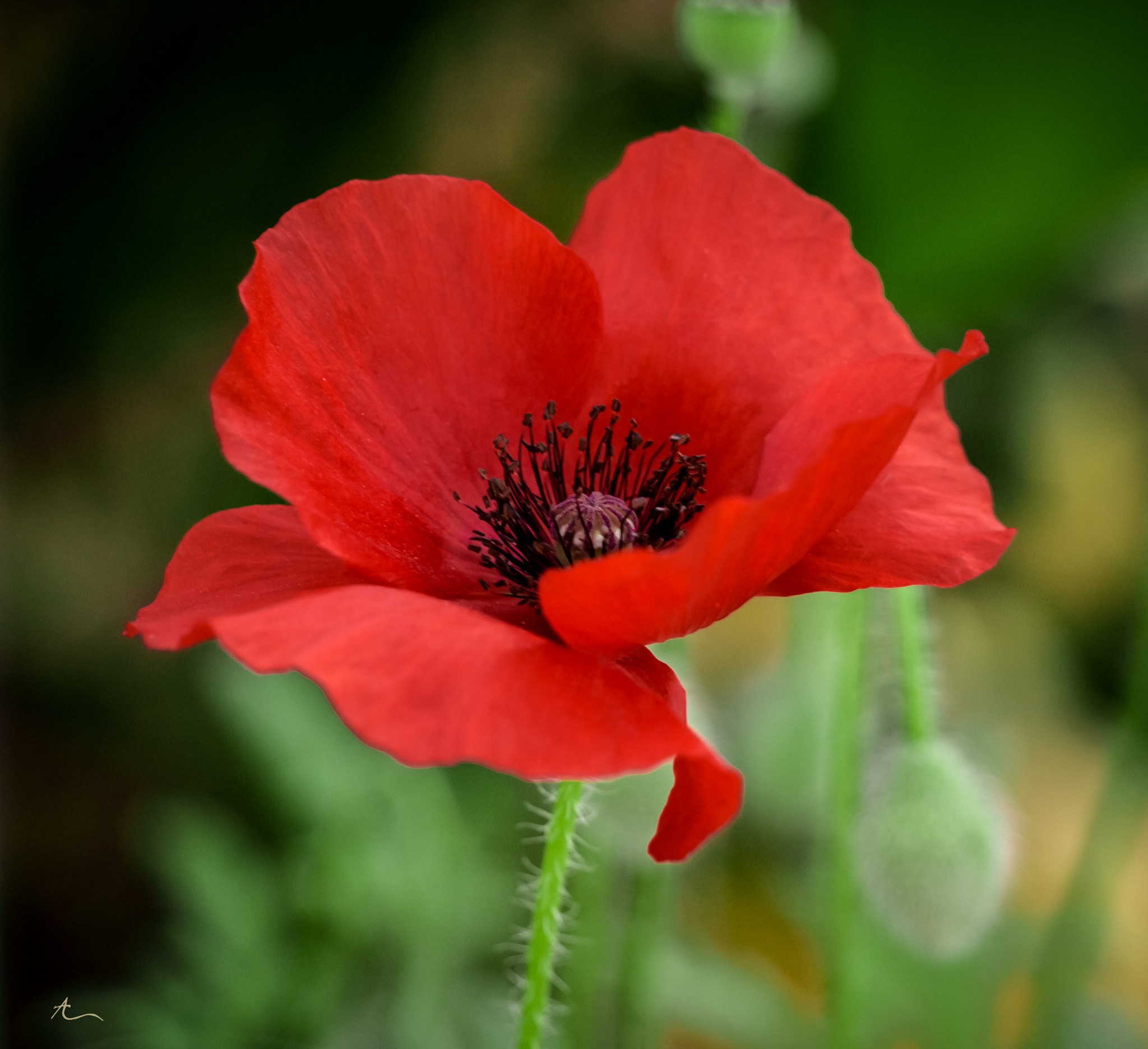 Poppy Red by AF Designs / 500px