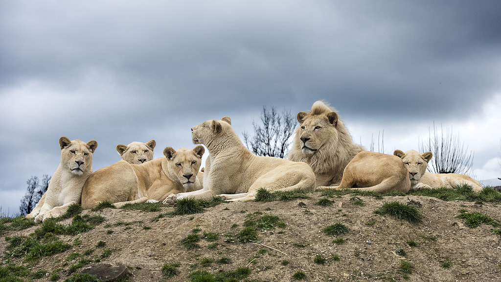 The Family by Colin Langford on 500px.com