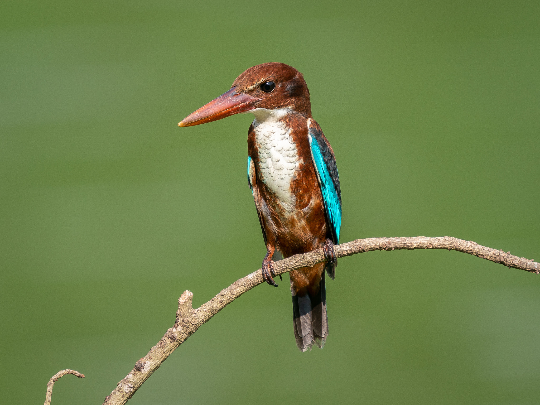 White-throated Kingfisher