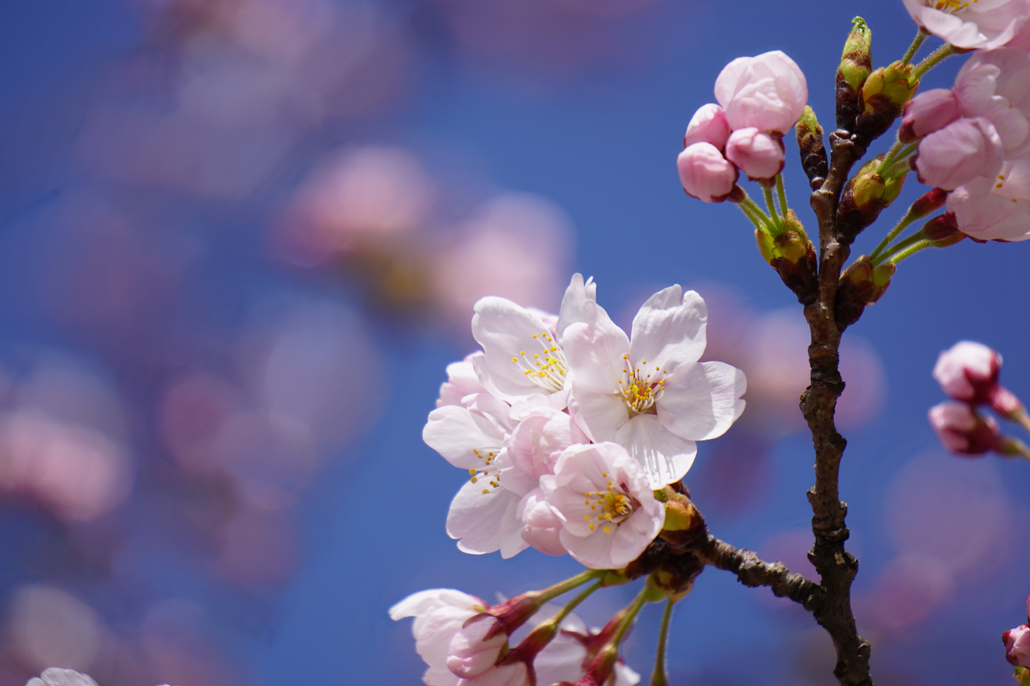 Cherry Blossoms bloomed.