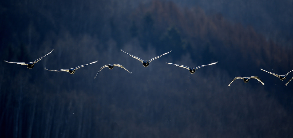 飛 by Kousuke Toyose on 500px.com