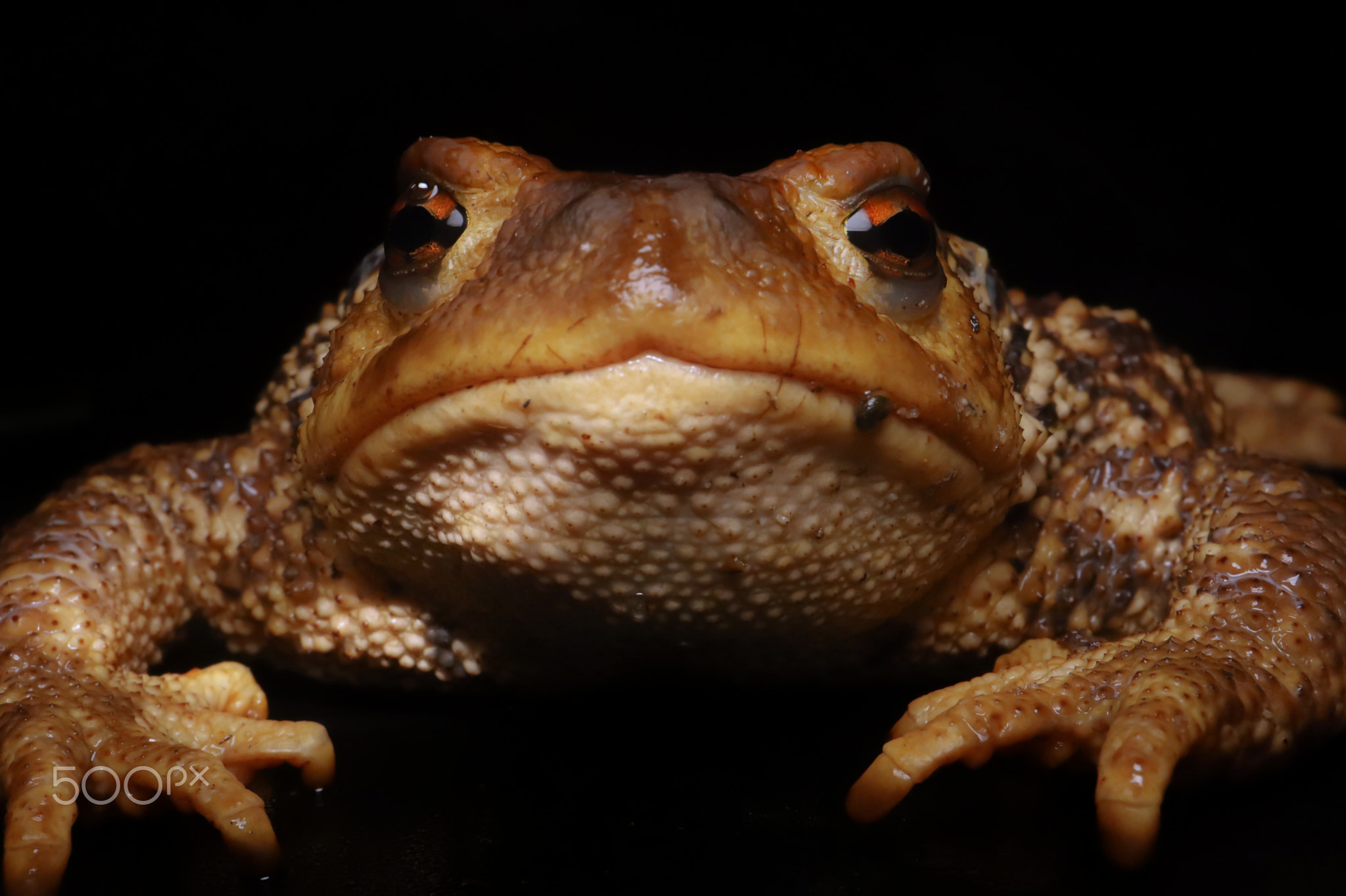 Portrait of a female Mediterranean common toad (Bufo spinosus)