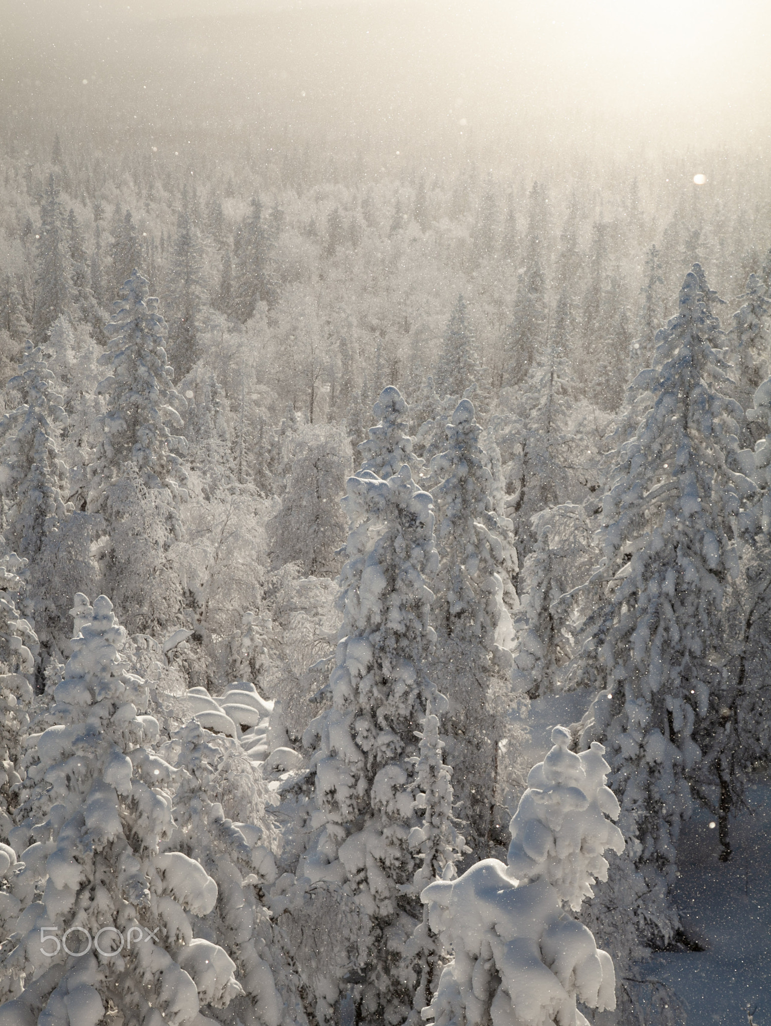 The pine forest is covered with fluffy snow. Meet 2022