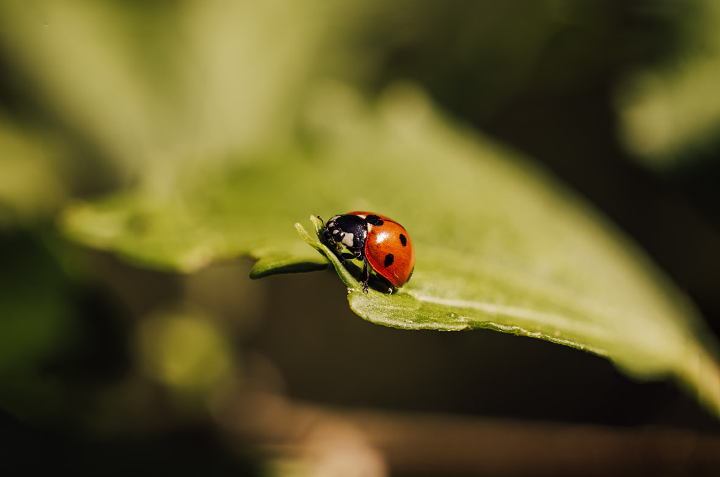 Ladybug by sebastien sommier on 500px.com