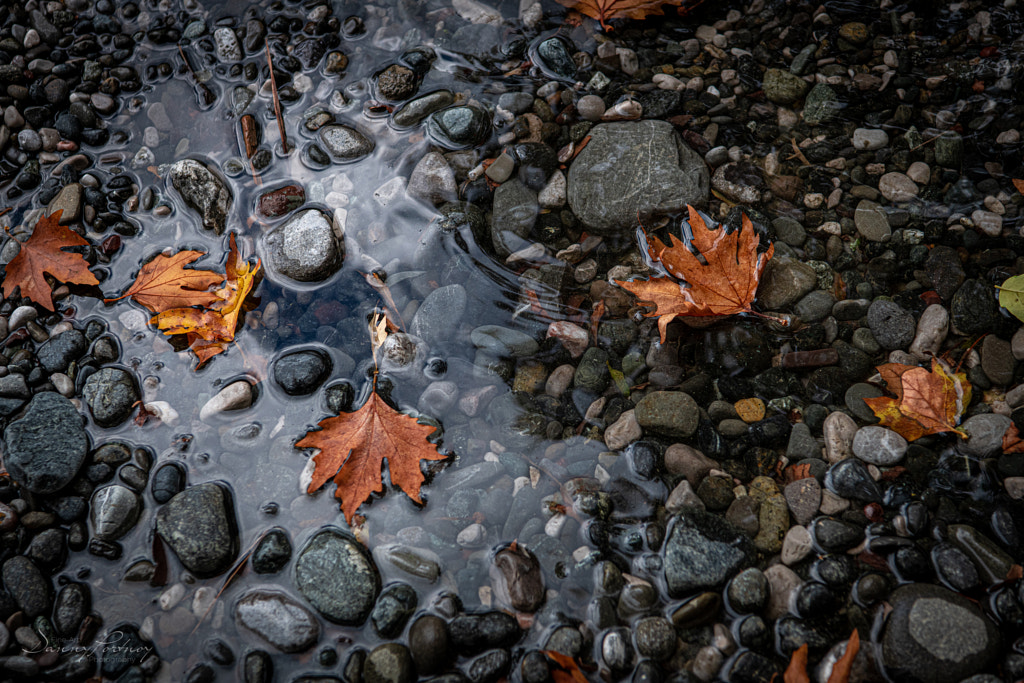 Signs of Autumn by Danny Portnoy on 500px.com