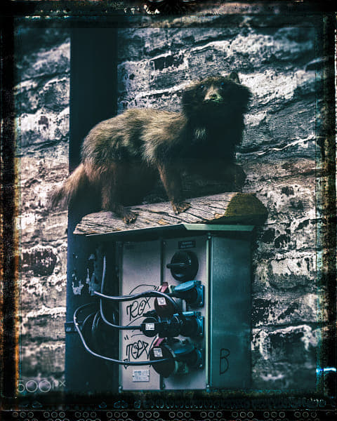 Marten by Markus Kauppinen on 500px.com