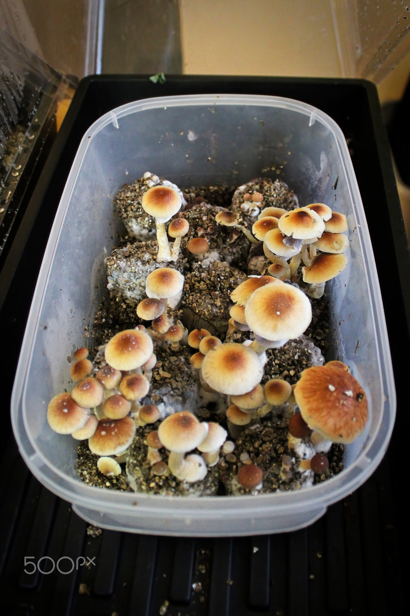A box full of magic mushrooms ready to be picked