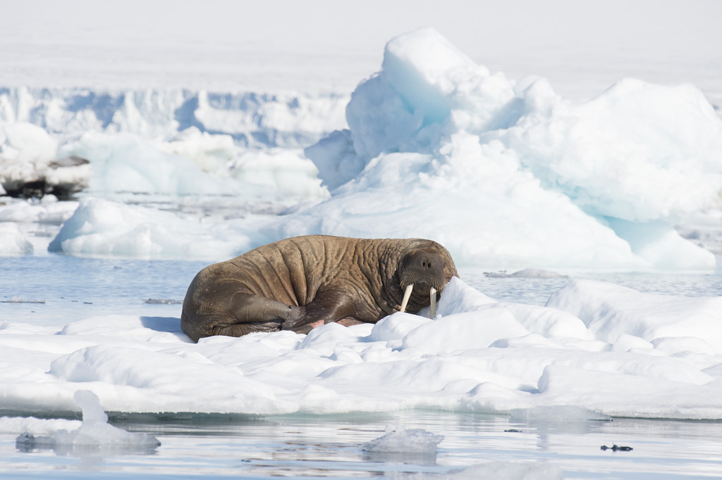 How long do walruses live: Sea lion Vs Walrus