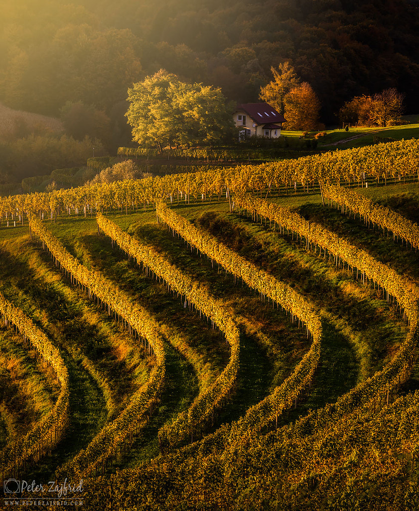 Shining vineyards  by Peter Zajfrid on 500px.com