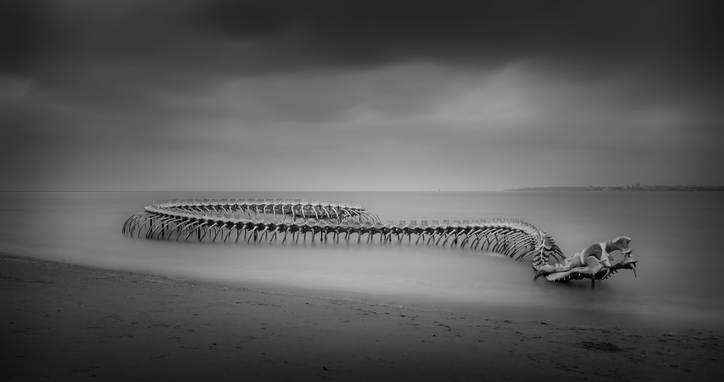 Snake Skeleton by Loïc VINCENT on 500px.com