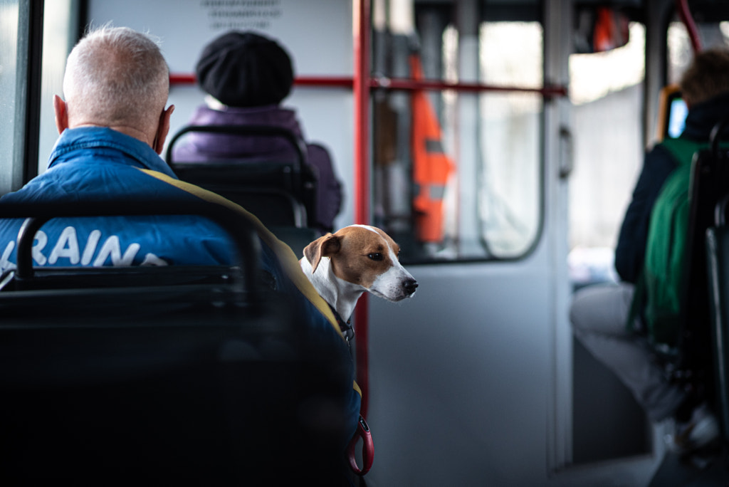 Old man's dog by Andriy Ivaniuk on 500px.com