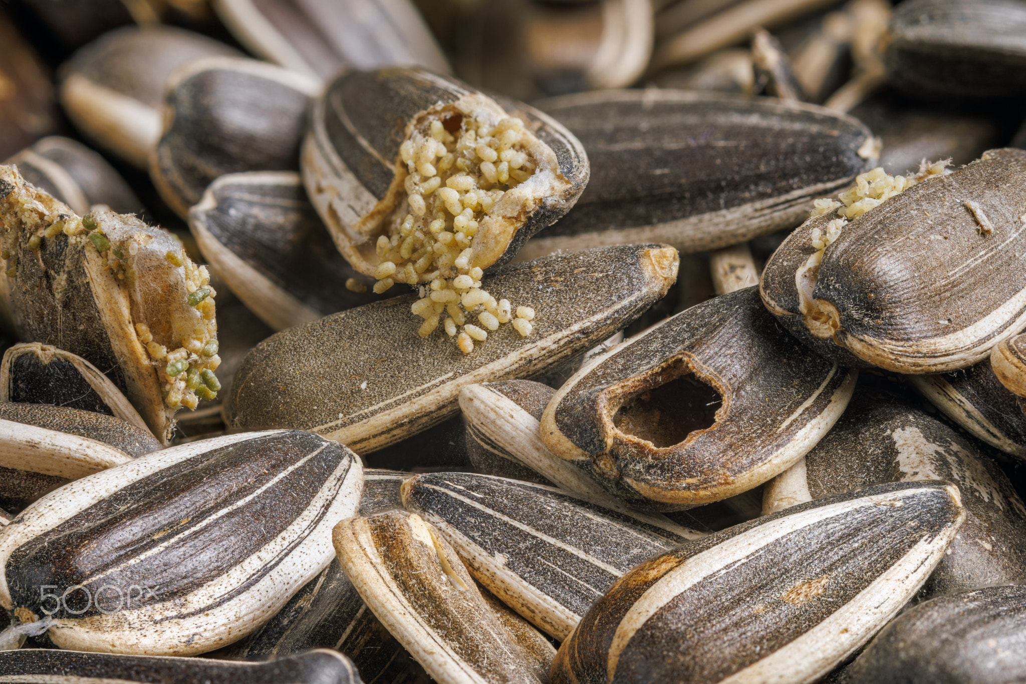 sunflower seeds corrupted with pantry flour moths