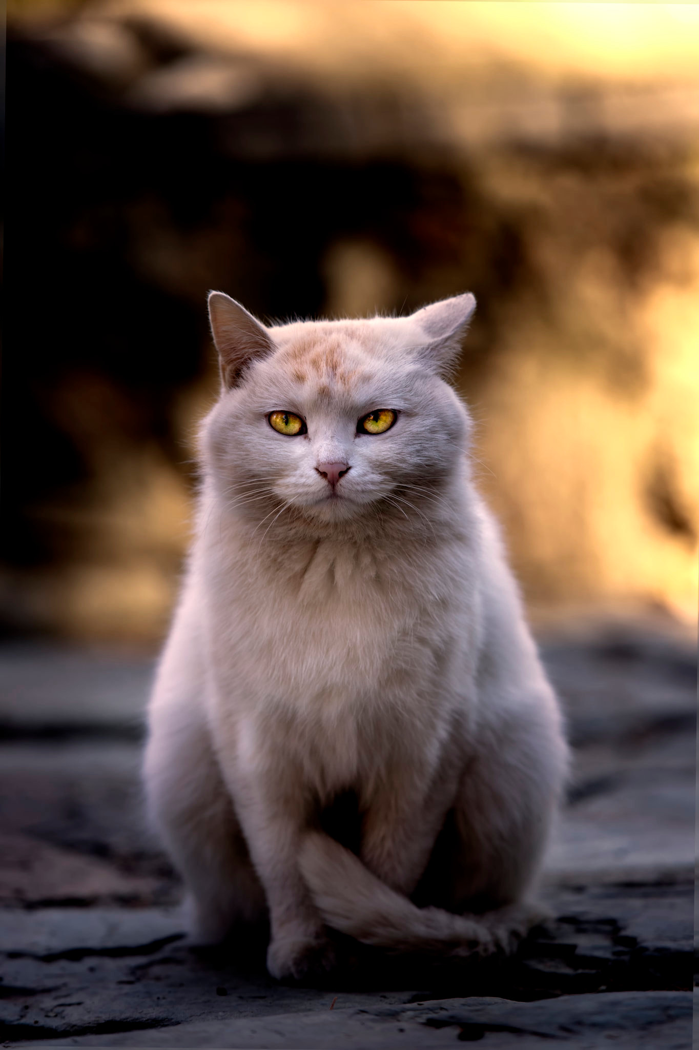 潭拓寺的野猫
