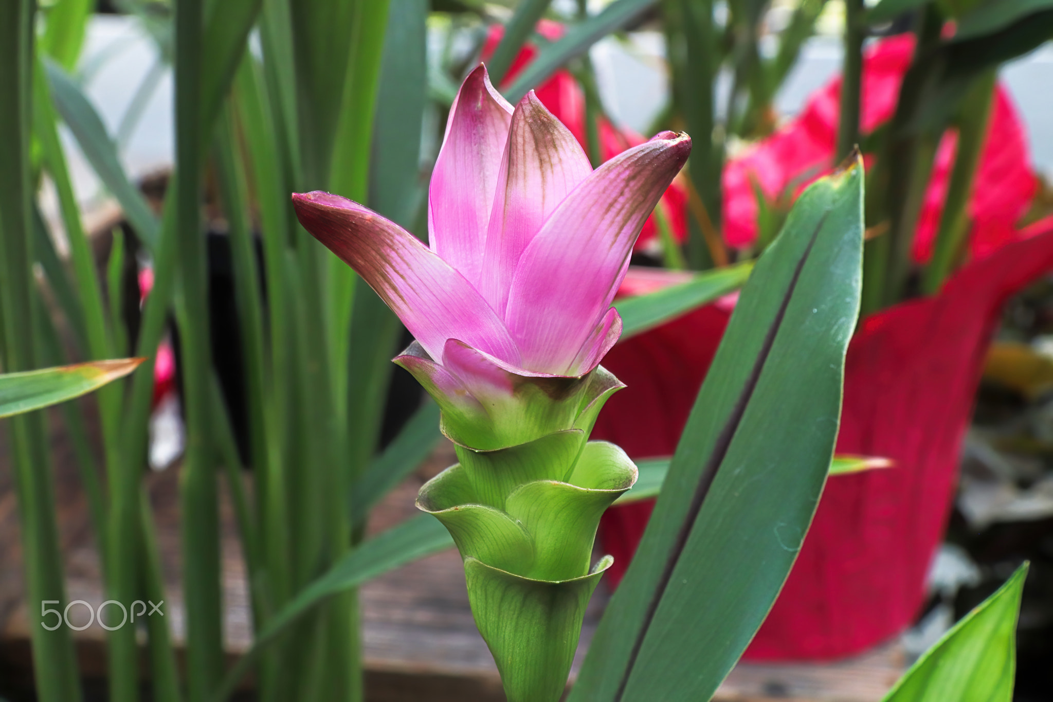 Delicate pink flowers on a curcuma plant