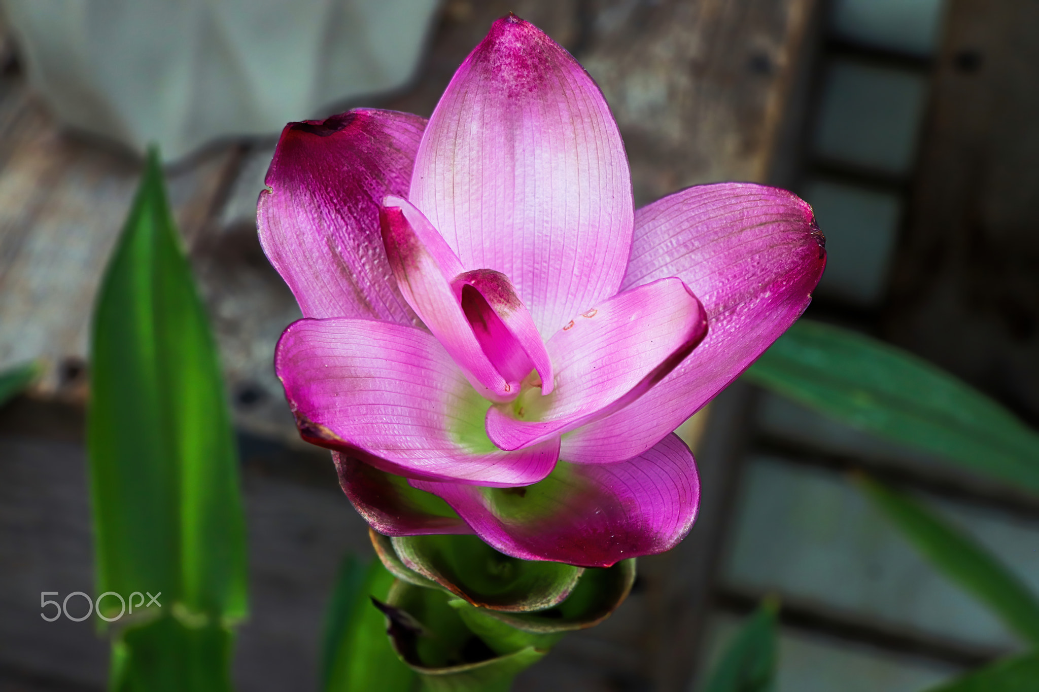 macro of delicate pink flowers on a curcuma plant