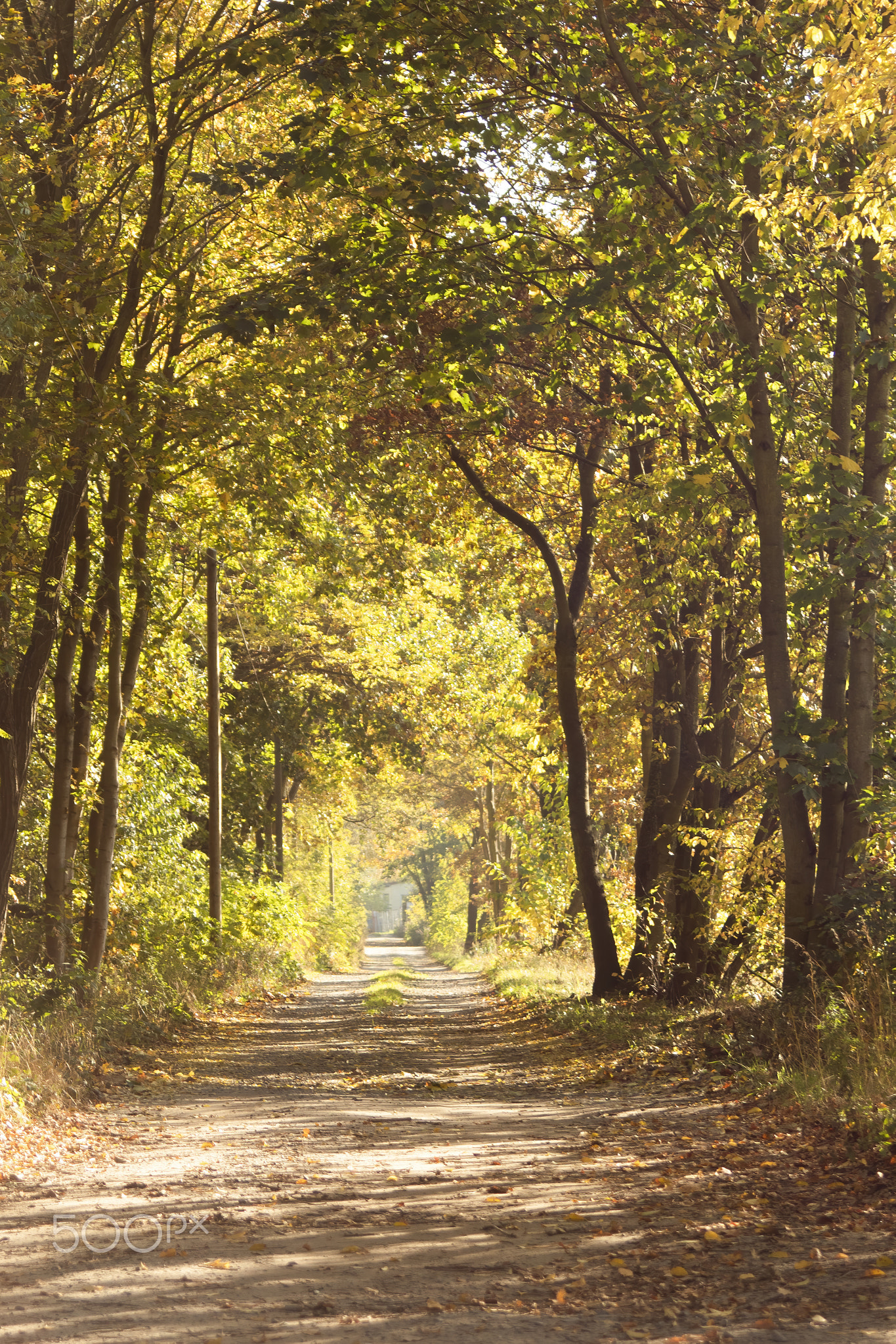 Colorful scenery forest path