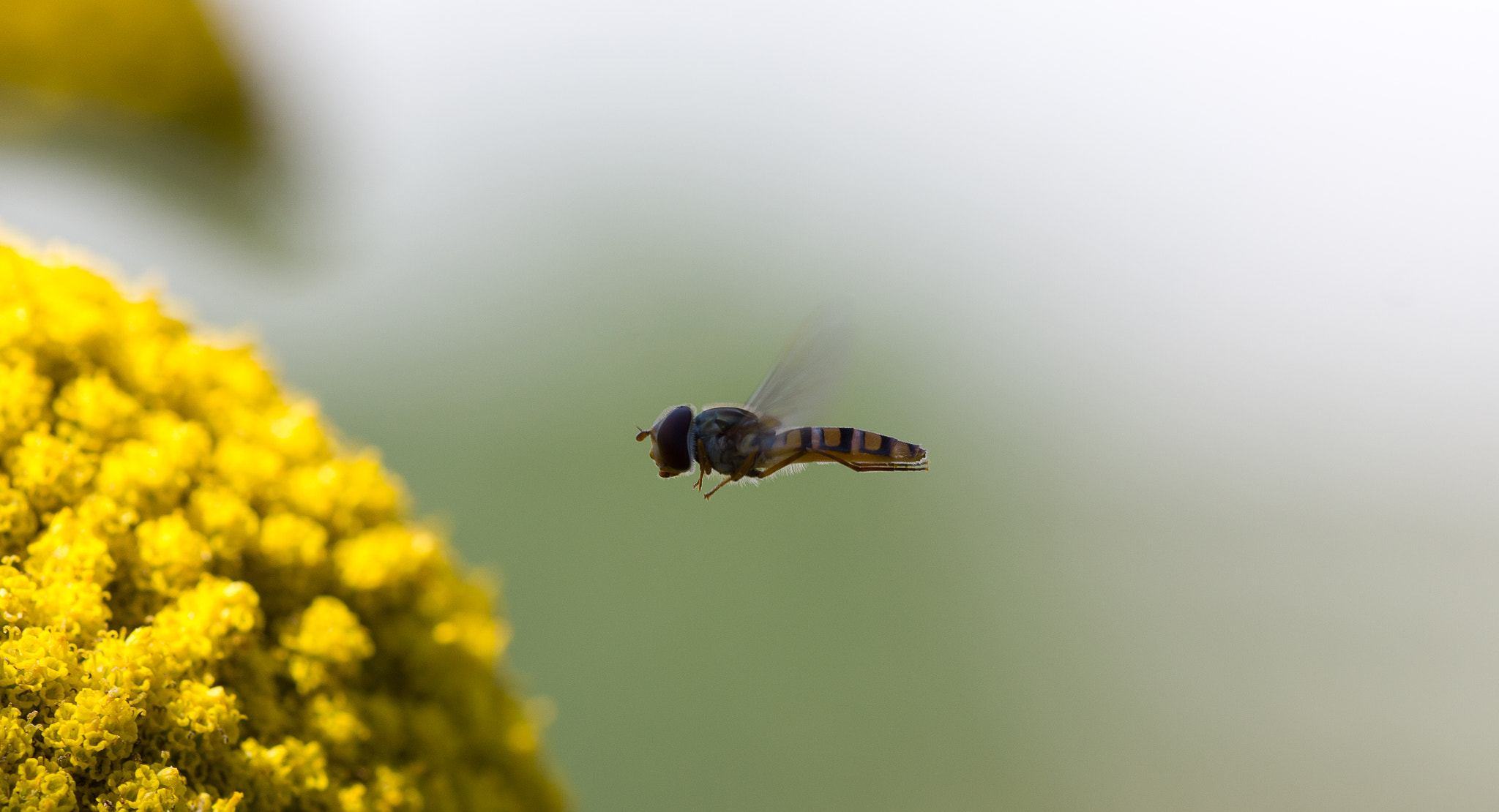 The bloom checking bee