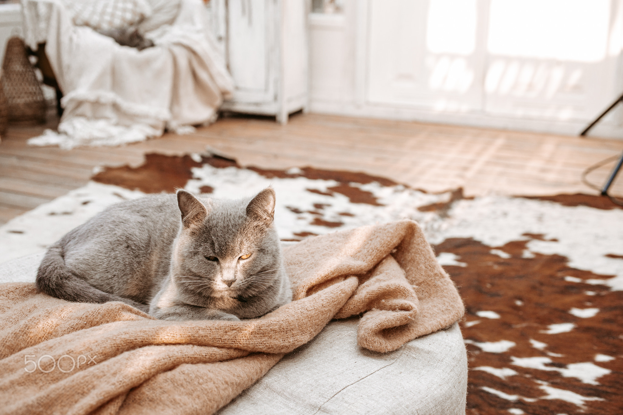 Cat in white shabby chic vintage interior