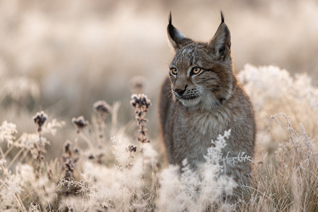 Lynx in the morning by Thorsten Rauch on 500px.com
