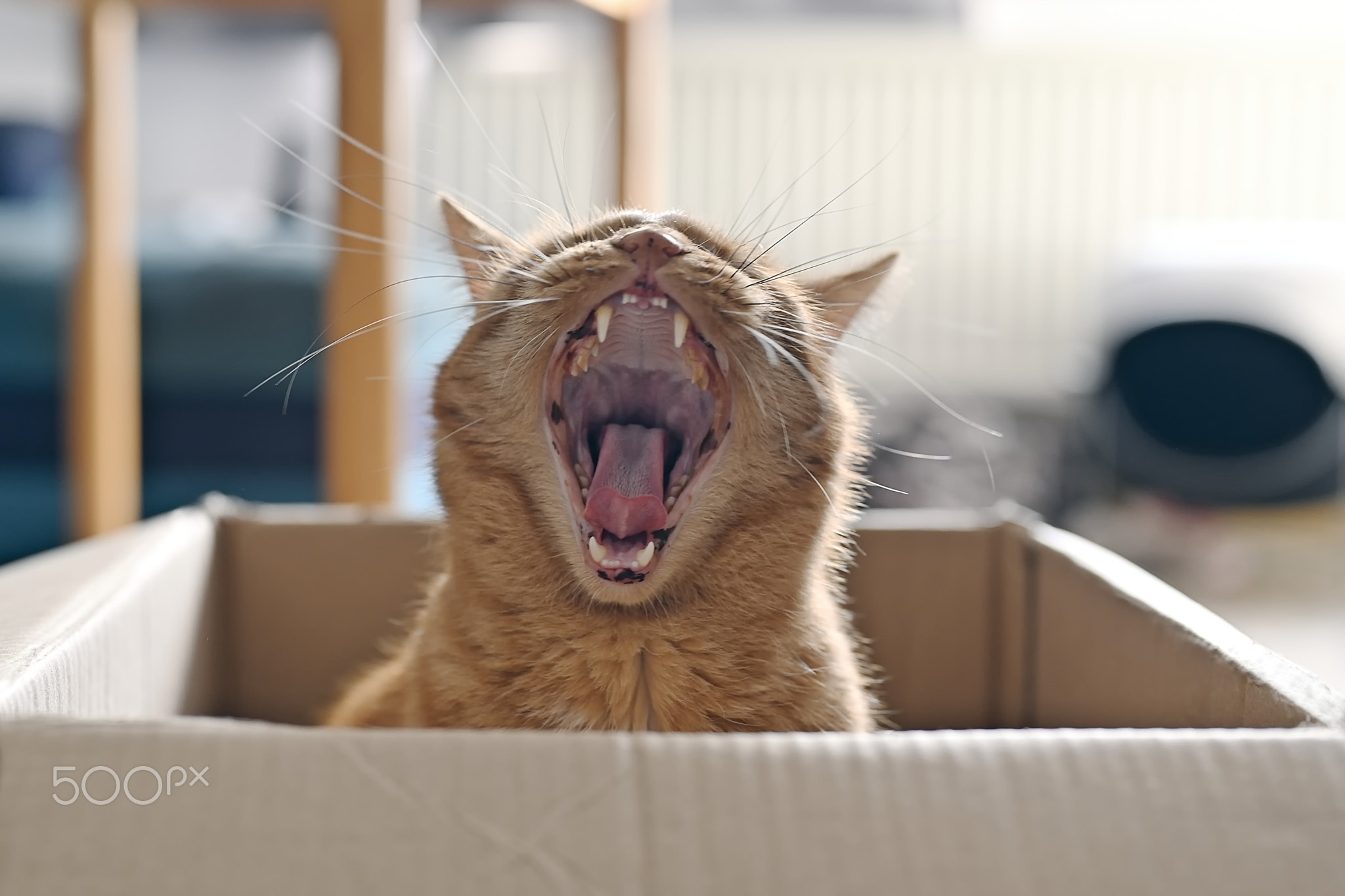 Funny ginger cat in a cardboard box giving a big yawn.