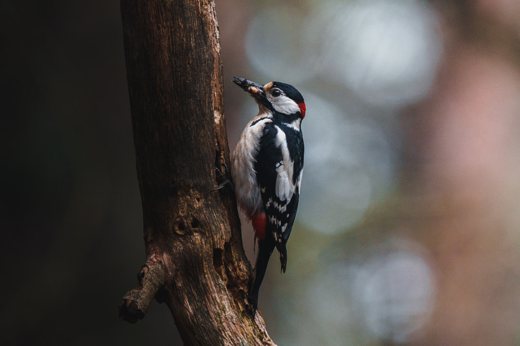Woodpecker by Anskar Lenzen on 500px.com