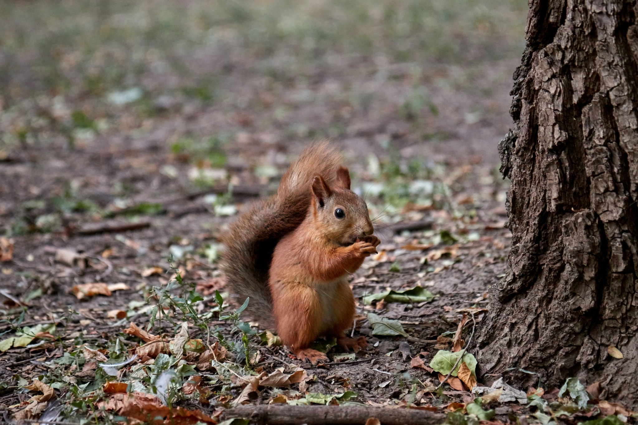 squirrel searches for nuts and eats in the forest on the ground