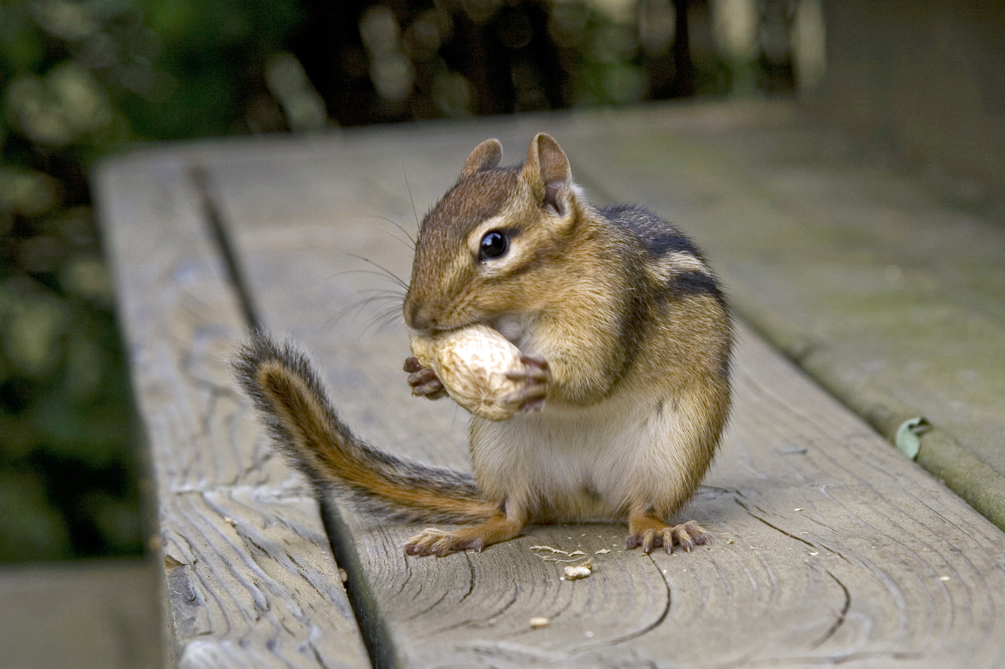 Canon EOS 400D (EOS Digital Rebel XTi / EOS Kiss Digital X) sample photo. Chipmunk photography