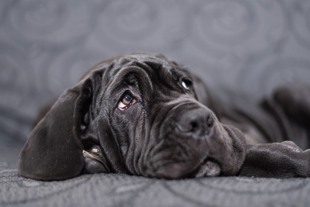 Black female Neapolitan Mastiff puppy lying on an armchair 25 most dangerous dogs in the world
