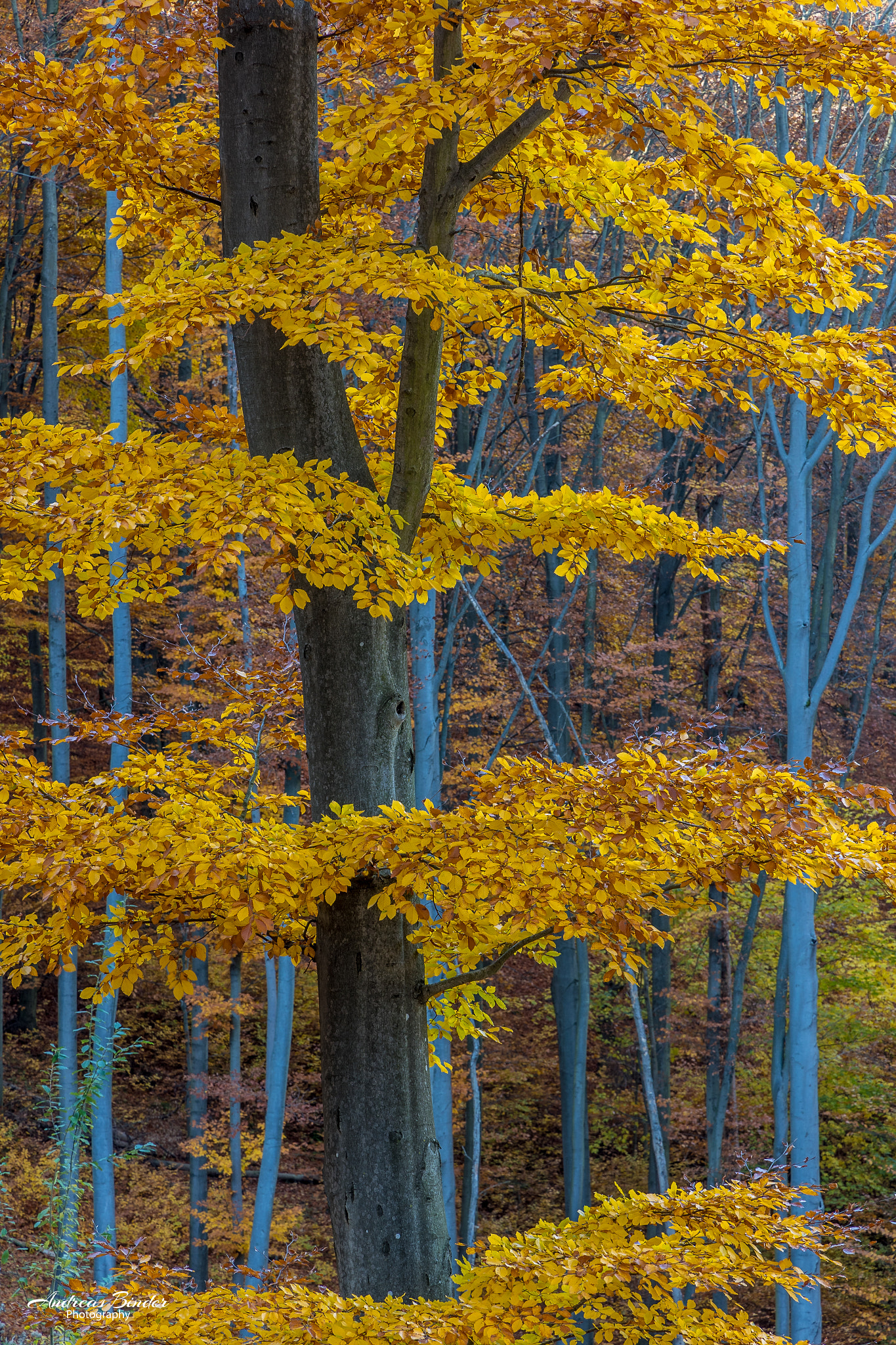 Herbst im Buchenwald