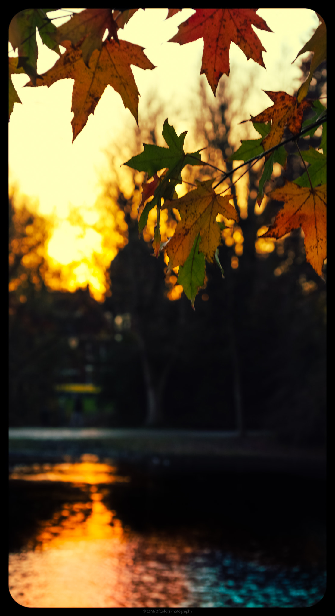 Autumn SunDown Walker  (21-11-2021) by DillenvanderMolen