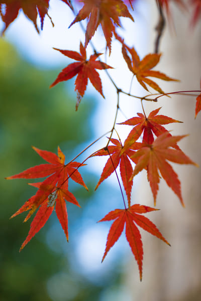 Autumn Leaves Radiating Warmth and Seasonal Transition | nature